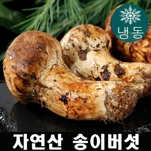 [셀럽들 사이에서 난리 난] 송이가격 베스트 5